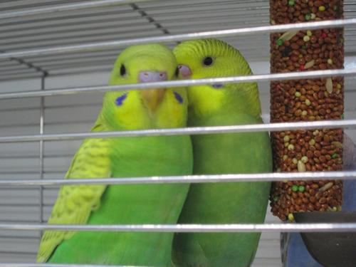 Doctorzoo, pet shop, Kemerovo, Lenina Avenue, 23 - Yandex Maps